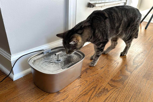 Do Cat Water Fountains Actually Make Cats Drink More in 2025?