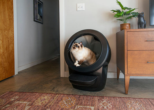 For a New Cat in 2025: Regular Litter Box vs. Automatic Self-Cleaning (Litter-Robot 4 vs. Petkit PuraMax 2) – My Definitive Recommendation