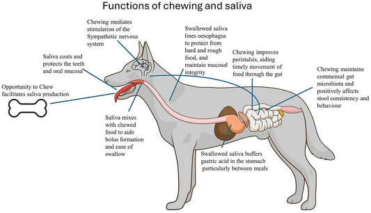 Are Collagen Sticks Safe for Puppies in 2026?