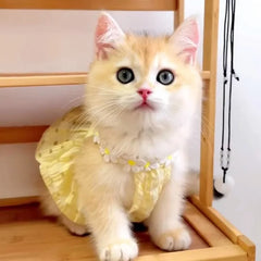 Cat Clothes Daisy Flower Gauze Tutu Dog Dress Vest Apparel Skirt Clothes Pet Puppy Birthday Princess Clothes for Cats
