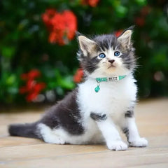 Custom Reflective Cat Collar - Personalized Name Tag & Bell Breakaway Adjustable Anti-Lost Design with Paw Print Collar for Cats