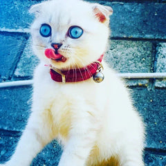 Heart Charm and Bell Cat Collar Pet Supplies Heart-shaped Plush Color Diamond Bell Cat Collar Pet Supplies Household Accessories