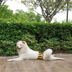 Male Dog Diapers Washable Belly Band for Male Dogs Comfortable Reusable Male Dog Belly Wraps for Doggy Puppy